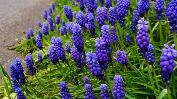 アスファルト道路近くの緑の芝生の上の紫色の花の閉じる — ストック動画