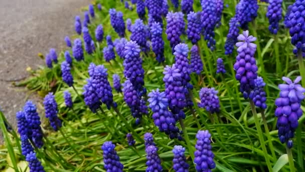 Gros Plan Fleurs Violettes Sur Pelouse Verte Près Route Asphaltée — Video