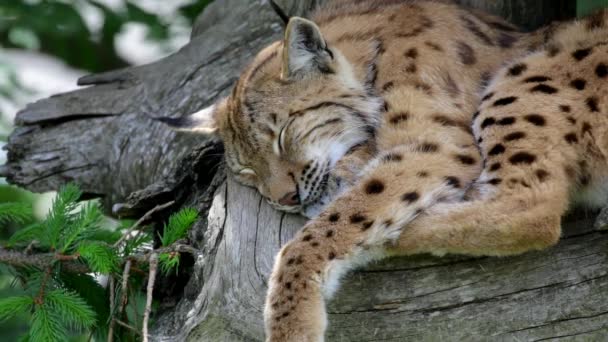 Lynx Austríaco Dormindo Árvore — Vídeo de Stock