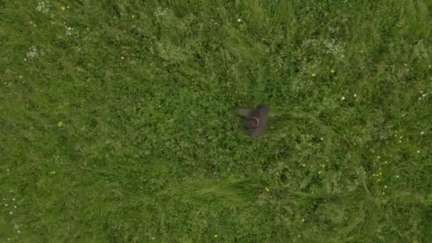 Luftaufnahme Eines Mannes Der Auf Einer Grünen Wiese Geht — Stockvideo