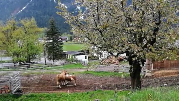 Cows Grazing Farm Austria — Video Stock