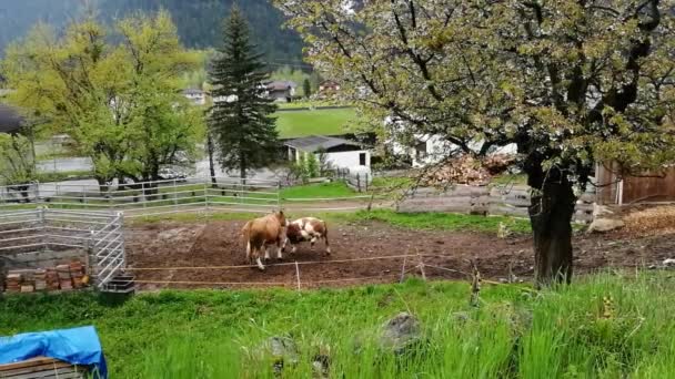 Avusturya Inekler Çiftlikte Otluyor — Stok video