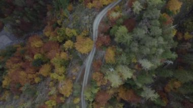 Sonbahar ormanlarındaki yol manzarası