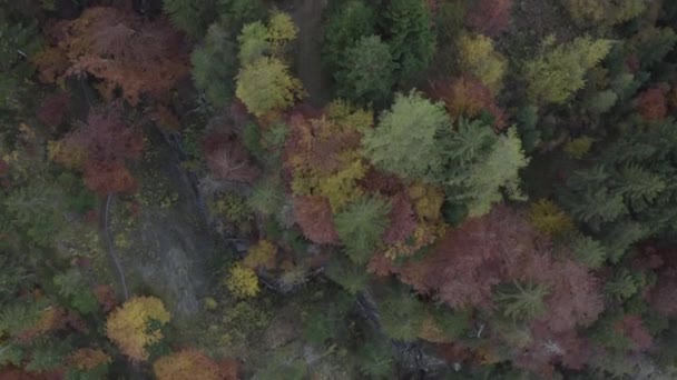 Dağ Sonbahar Ormanının Havadan Görünüşü — Stok video