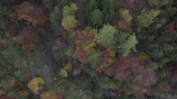 Vista Aérea Del Bosque Otoño Montaña — Vídeos de Stock