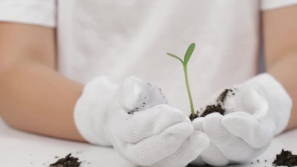 Girl White Cotton Gloves Keeps Seedlings Soil Euro Coins Her — Stockvideo