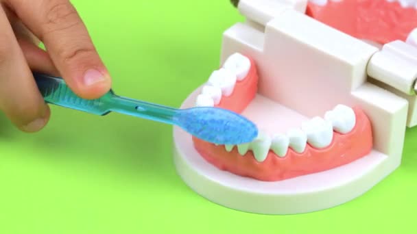 Çocuktaki Diş Fırçası Insan Çene Modelinin Dişlerini Nasıl Temizleyeceğini Gösteriyor — Stok video