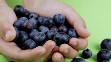 Big blueberries in the palms of 9 years old boy. Closeup. Sliding movement.