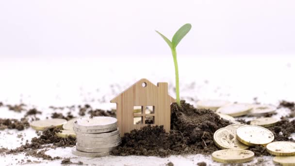 Small House Coins Seedling Soil Background High Quality Footage — 图库视频影像
