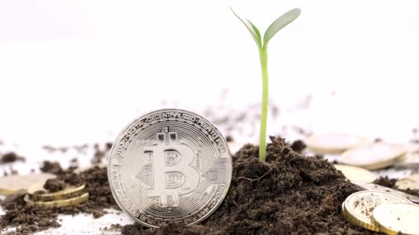 Bitcoin Coin Close Soil Seedling Euro Coins High Quality Footage — 图库视频影像