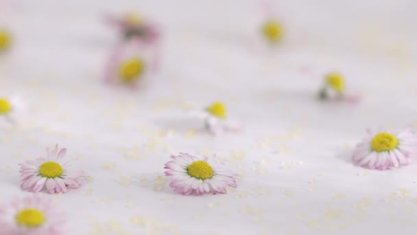 Small Daisies White Table High Quality Footage — Stock video