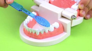 Tooth brush in childs hand shows how to clean the teeth on human jaw model. High quality 4k footage