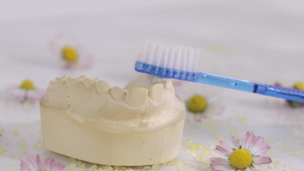 Tandartsgips Blauwe Tandenborstel Erop Sluitingsdatum — Stockvideo