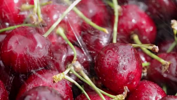 Sweet Red Cherries Being Sprayed Water High Quality Footage — Vídeos de Stock