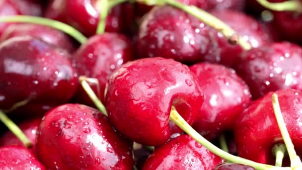 Sweet Red Cherries Being Sprayed Water High Quality Footage — Video