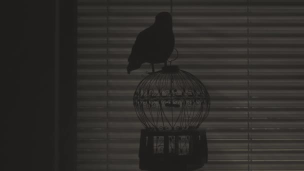 Black Raven Cage Dark Room Jalousie Window Background — Stock Video