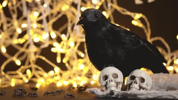 Cuervo Negro Dos Cráneos Luces Nocturnas Como Fondo Imágenes Alta — Vídeo de stock