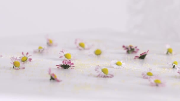Small Daisies White Table High Quality Footage — Stock video