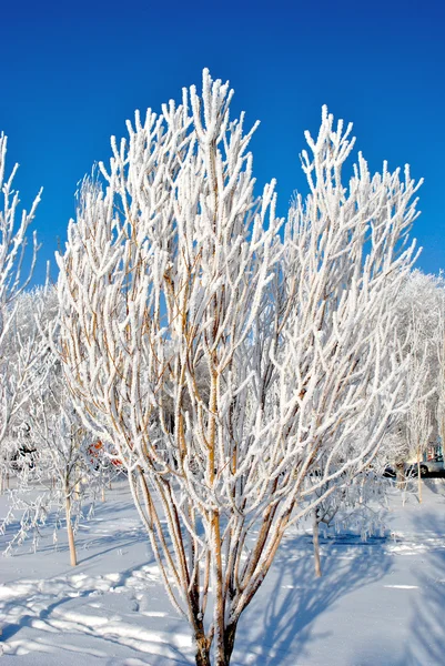 Mattina fredda nel parco invernale — Foto Stock