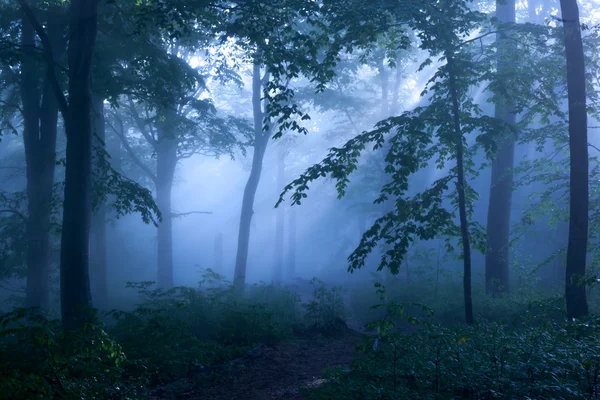 Geheimnisvoller Wald — Stockfoto