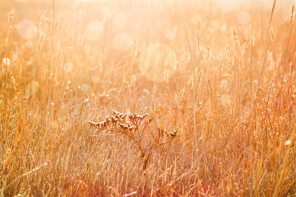 Солнечное поле утром — стоковое фото