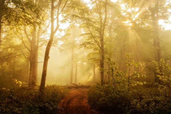 Solbelysta skogen på morgonen — Stockfoto