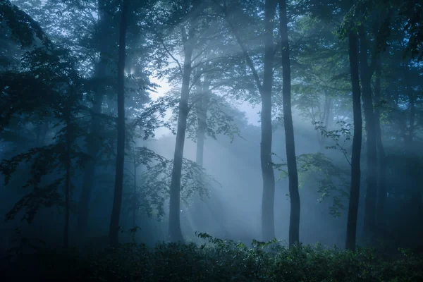 Gloomy forest filled with dim light — Stock Photo, Image