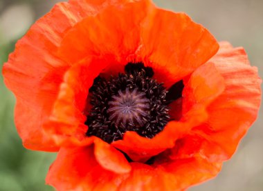 Kırmızı gelincik çiçeği