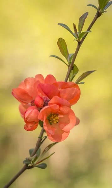 Branch of Japanese quince in blossom — Stock Photo, Image