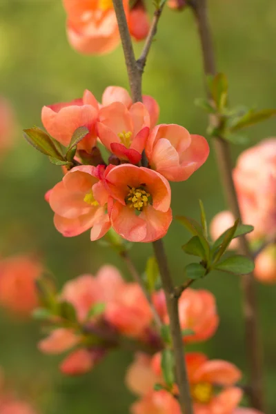 Branch of Japanese quince in blossom — Stock Photo, Image