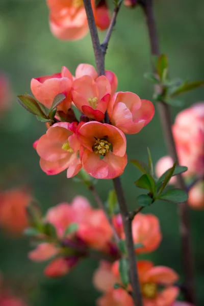 Branch of Japanese quince in blossom — Stock Photo, Image