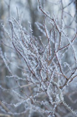 Çalı çırpı frost ile kaplı