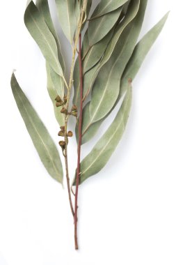 beyaz zemin üzerine eucalypt dal