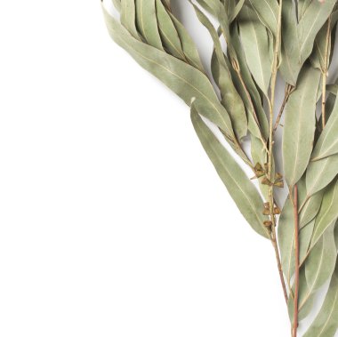 beyaz zemin üzerine eucalypt dal