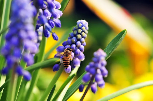 Abeille sur la fleur — Photo