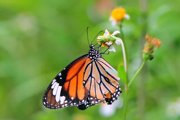 Butterfly — Stock Photo, Image