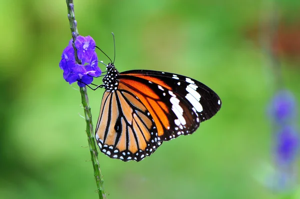 Farfalla — Foto Stock