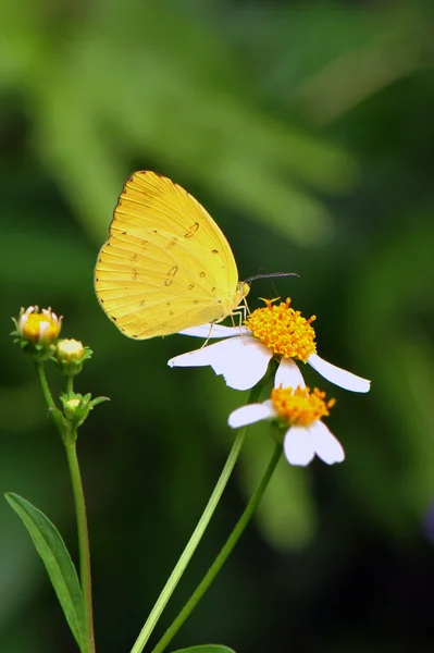 Butterfly — Stock Photo, Image