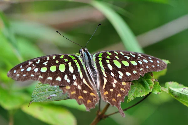 Butterfly — Stock Photo, Image