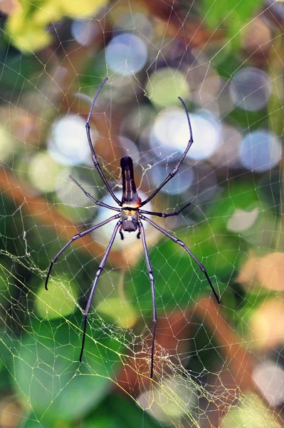 Spiders — Stock fotografie