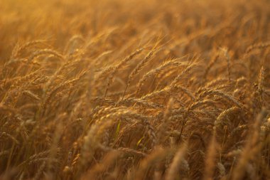 güneşli bir gün altın buğday alanında