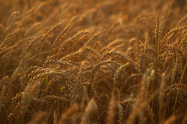 golden spikelets of wheat on a sunny day in the countryside of rye