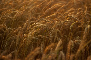 wheat ears on the background of field