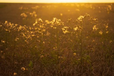 a beautiful shot of a green wheat field in the sunset