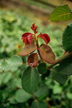 rain drops on blooming flowers in summer garden