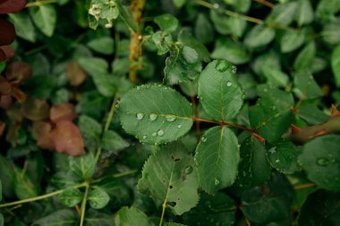 rain drops on blooming flowers in summer garden
