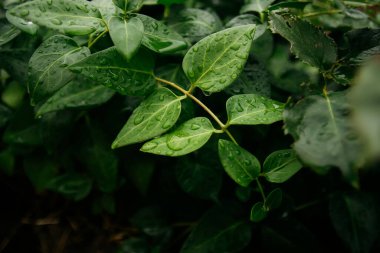 rain drops on blooming flowers in summer garden