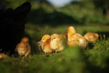 baby chickens walk around the home garden in the village