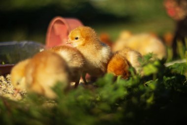 baby chickens walk around the home garden in the village
