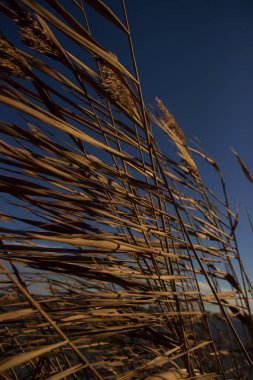 it is autumn time, the sky is blue and in the foreground are bushes of reed plants